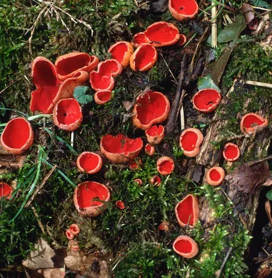 Редкий гриб оленьи рожки нашли в Первомайском районе Новосибирска