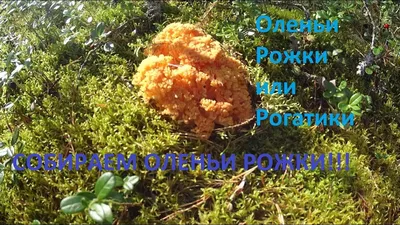 Королевский опенок, «куриный гриб» и «оленьи рожки». Фотоконкурс «Тихая  охота» продолжается | bobruisk.ru