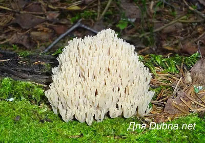 Оленьи рожки (Ramaria flava). Съедобный вкусный гриб. Приморский край -  YouTube