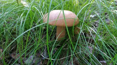 Чёрные лисички и ведьмина сера: 5 странных, но съедобных грибов из  калининградских лесов - Новости Калининграда