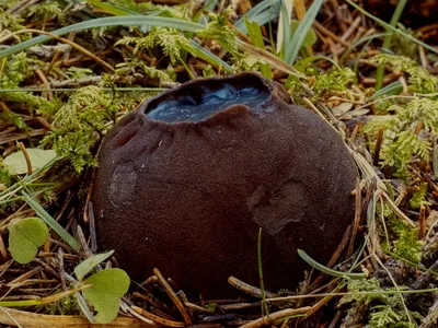 Экзотические грибы оленьи рожки нашли в лесу Новосибирска | Atas.info | Дзен