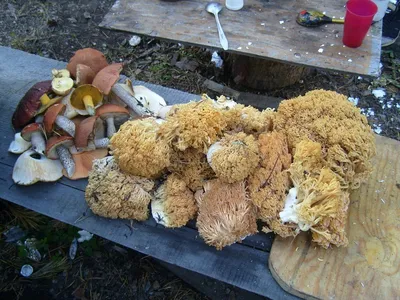 Какие необычные грибы можно встретить в лесах Алтайского края - Толк  09.08.2023