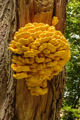 Трутовик серно-жёлтый (Laetiporus sulphureus) – Грибы Сибири