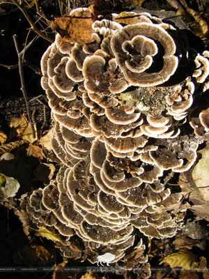 Съедобные грибы, растущие на дереве | Премиум Фото