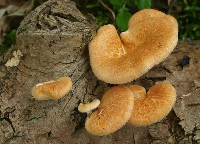 Трутовик берёзовый - Piptoporus betulinus - Грибы Уломы Железной