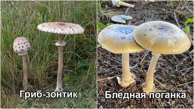 Грибы: как собирали, заготавливали и продавали грибы в России и СССР
