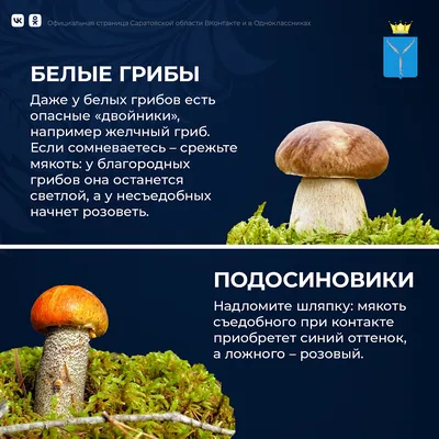 Эти грибы - в Красной книге Саратовской...