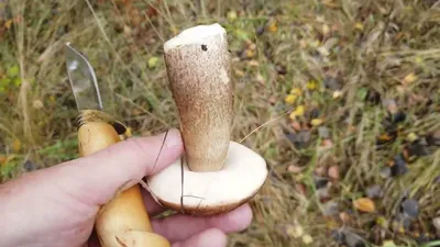 Съедобные и ядовитые грибы Саратовской области — фото и название