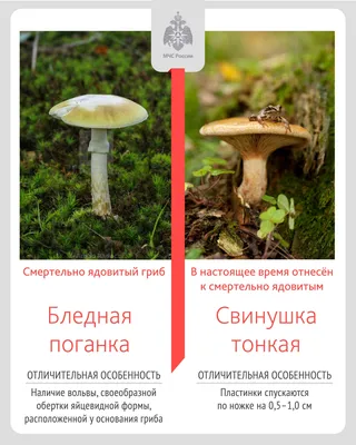 Отравившиеся грибами жители Саратовской области рассказали, что ели маслята  — ИА «Версия-Саратов»