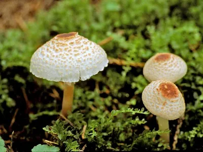 Где собирать грибы в Саратовской области, лучшие грибные места под  Саратовом 2020
