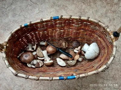 Шарпаны грибы (62 фото) - 62 фото