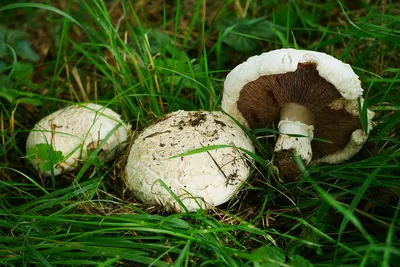 Шампиньон лесной (Agaricus silvaticus)