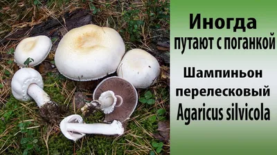 Шампиньон лесной (Agaricus silvaticus) описание фото