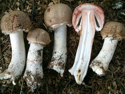 Agaricus sylvaticus, Шампиньон лесной (благуша)