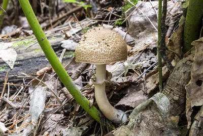 Шампиньон лесной (Agaricus sylvaticus) – Грибы Сибири