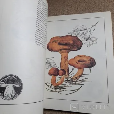 Чесночник дубовый (Marasmius prasiosmus) - YouTube | Рисунки грибов, Дикие  грибы, Грибы