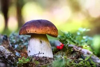 Boletus pinophilus, Белый гриб соснолюбивый (боровик)