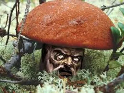 Где мой большой гриб?»: рассказываем о грибных местах Самарской области и  окрестностях