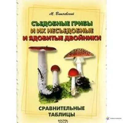 Советы грибника: где и как собирать грибы - Советы - РИАМО в Люберцах