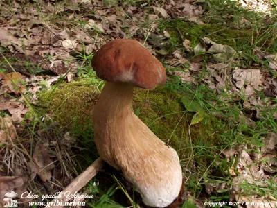 Мир грибов Украины » Белый гриб