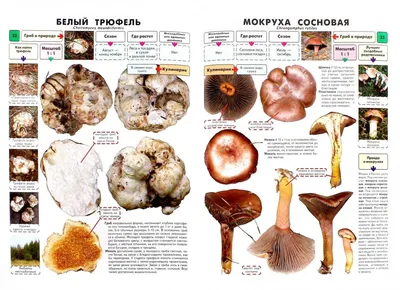 Самые распространенные съедобные грибы. Справочник-определитель начинающего  грибника [Михаил Вишневский] купить книгу в Киеве, Украина — Книгоград.  ISBN  978-5-392-21426-6,978-5-392-23366-3,978-5-392-24044-9,978-5-392-28217-3,978-5-392-29780-1