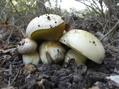 Самый ядовитый гриб в мире растет в окрестностях Волжского