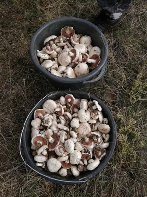 В лесах Подмосковья нашли необычный фиолетовый гриб | Общество | Аргументы  и Факты
