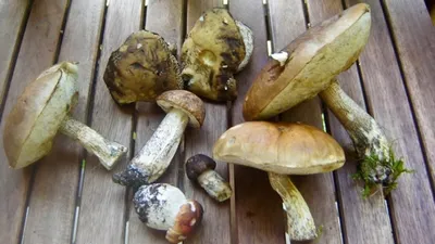 В Челябинской области нашли грибы с голову человека: оказалось — съедобные  - KP.RU