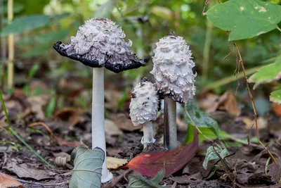 Стоит ли самим собирать грибы и есть их? Рекомендации специалиста