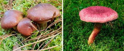 Советы, приложения и места для «тихой охоты» на грибы — Туризм