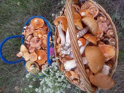Севастопольские леса встречают грибами и штрафами за их сбор | ForPost