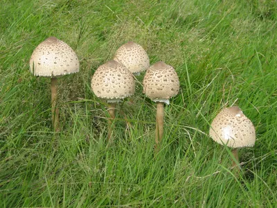 Огромные килограммовые грибы удивили жителей окрестностей Ставрополя