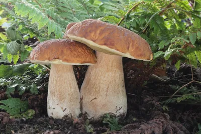 Грибы Boletus в дубовом лесу стоковое фото ©Shaiith79 80049644