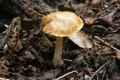 Лесные грибы Печеночница обыкновенная (Fistulina hepatica) -  «Печёночница... Необычный, полезный гриб с витамином С из дубового леса.  Ещё его называют тещин язык) Жареный гриб, печеночник по-бефстрогановски,  грибные котлеты. Так вымачивать или нет?» |