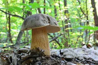 Грибы на стебле дуба в лесу Стоковое Изображение - изображение  насчитывающей облицовка, грибы: 161689021