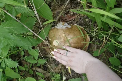 Фотокаталог грибов: Волоконница слабощетинистая (Inocybe hirtella)