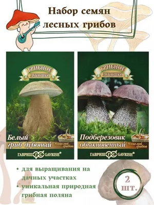 10 удивительных фактов о белом грибе дубовом | О грибах и путешествиях |  Дзен