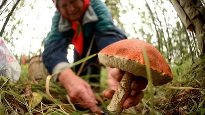Дубовый лес, грибы у пня в 2023 г | Грибы, Декорации, Пень
