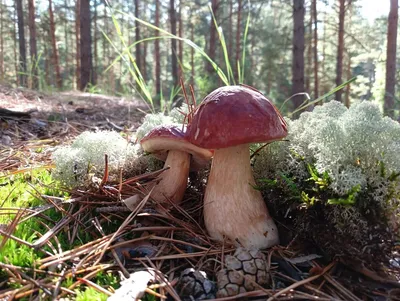 Белый гриб дубовый или боровик сетчатый | Boletus reticulatus | ГРИБОТЕКА -  YouTube