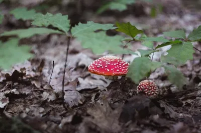 Жаркий гриб в дикой природе в дубовом лесу. Iodine Bolete или Boletus  Impolitus Latin : гемилекцинум. гриб Стоковое Фото - изображение  насчитывающей пуща, макрос: 230716352