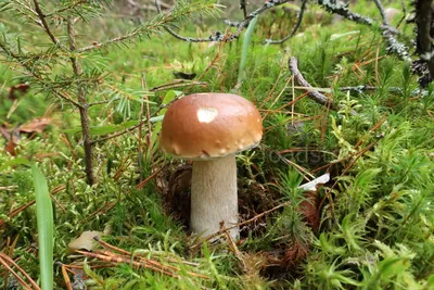 Чем отличается белый гриб от дубовика?