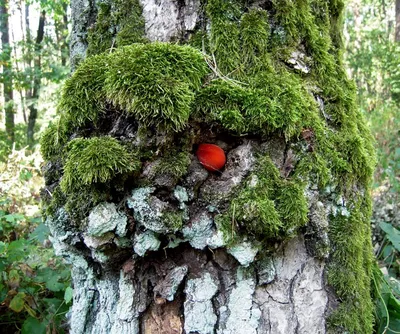 Белый гриб дубовый (Boletus aestivalis) / Съедобные грибы, ягоды, травы