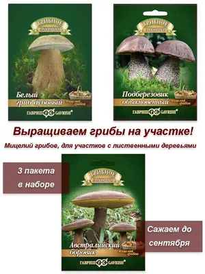 Boletus edulis, Белый гриб