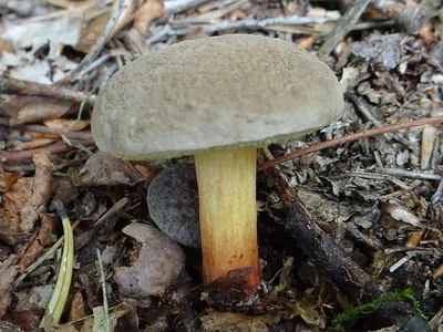 Основные правила заготовки грибов в августе 2021 г. Диетолог объяснила,  кому можно есть грибы и сколько › Статьи › 47новостей из Ленинградской  области