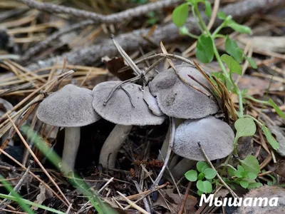Фотокаталог грибов: Лиофиллум булавоногий (Lyophyllum rhopalopodium)