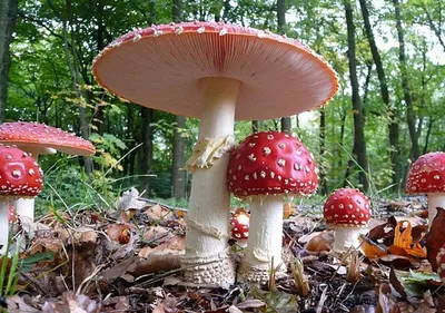Почему большинство грибов в лесу поганки и зачем они растут, если их нельзя  есть | Ваша Планета | Дзен