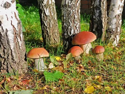 Съедобный гриб который растёт в лесу. Осенний лес. Урожай грибов. Edible  fungi which grows in the wood. Autumn wood. Crop of mushrooms Stock Photo |  Adobe Stock