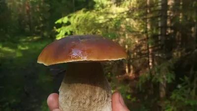Картинки грибы в лесу - 78 фото