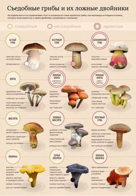 Как правильно искать грибы: советы опытного грибника - 16 июля 2022 - 72.ru