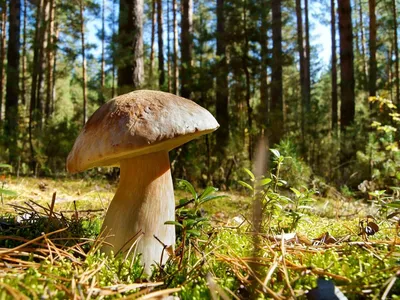 Осенние грибы в лесу - описание, виды, фото» — создано в Шедевруме